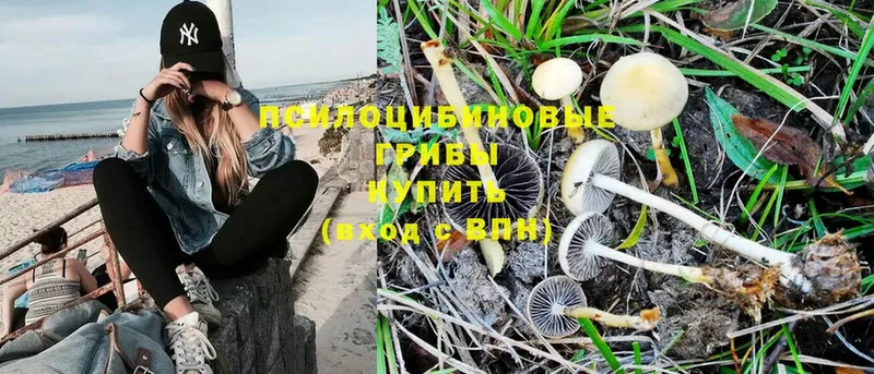 Псилоцибиновые грибы Magic Shrooms  Фёдоровский 